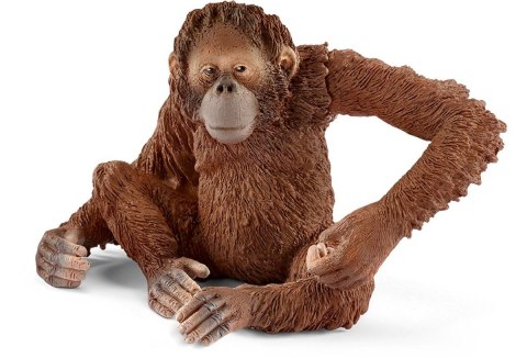 Orangutan samica Orangutan samica