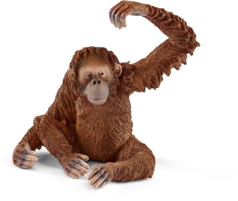 Orangutan samica Orangutan samica