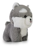 Maskotka TEDDY PETS Husky