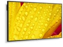 Monitor wielkoformatowy MultiSync M551-2 55 cali UHD 500cd/m2 24/7